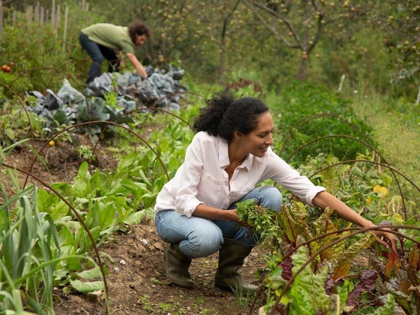 Two farmers working in field harvesting